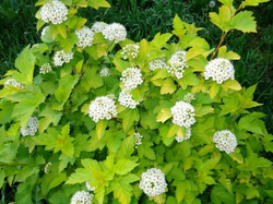 Пузыреплодник калинолистный Лютеус С3 Закупка М60 июнь 2026