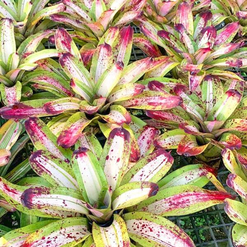 Неорегелия CHILI CON CARNE