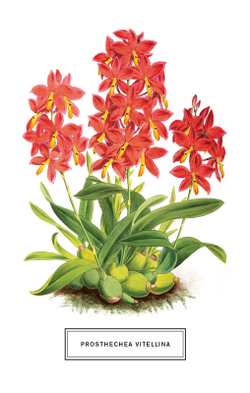 Botanicals: 100 Postcards from the Archives of the New York Botanical Garden