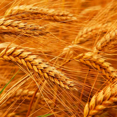 Пшеничная мука