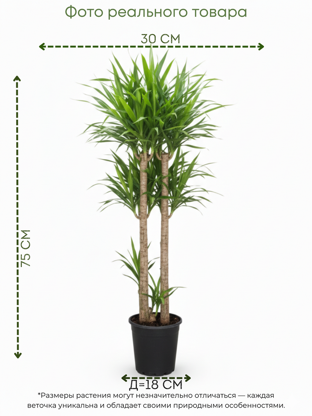 Драцена Reflexa д.18