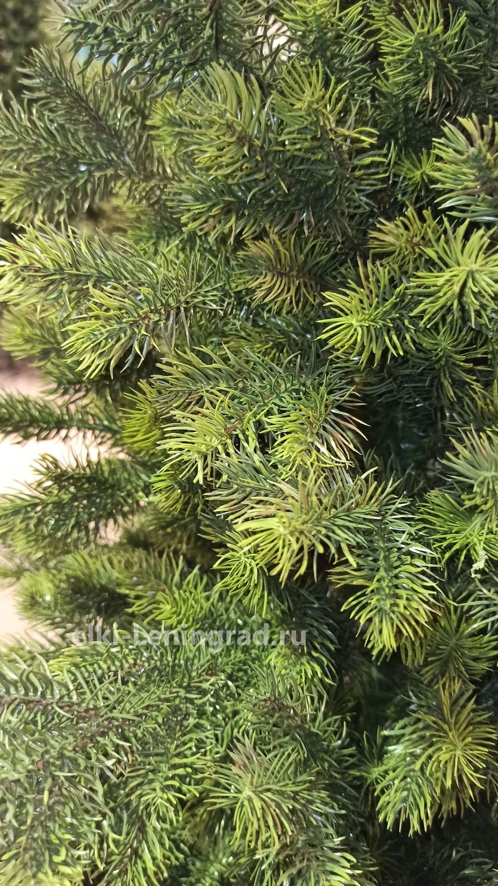 Искусственная ель «Леано» (Литая хвоя) 210 см / 2.1 м