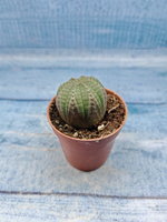 Euphoria Obesa (Эуфорбия)