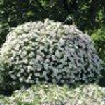 Петуния ампельная F1 Тайдал Вэйв Сильвер