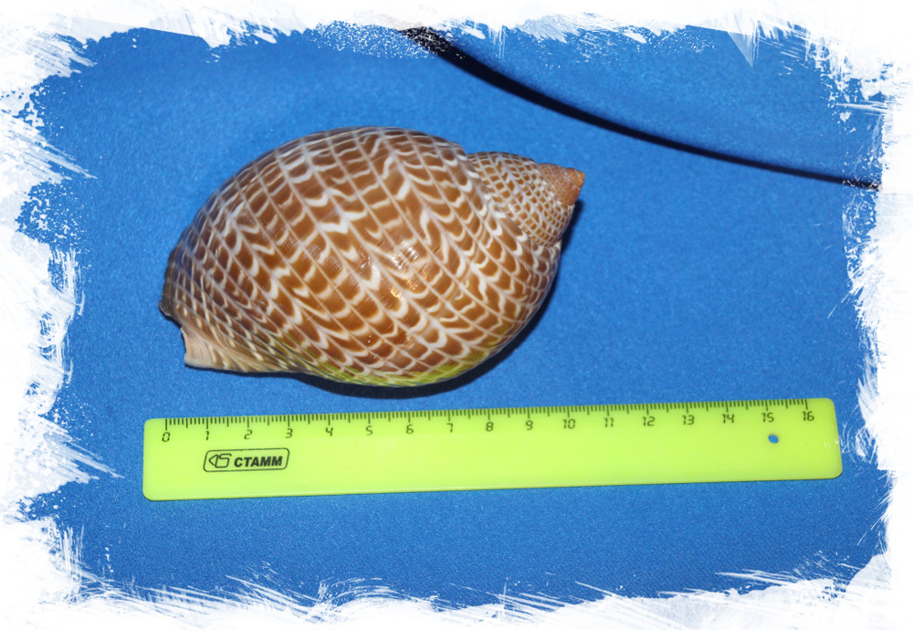 Ракушка Тонна пердикс (Tonna perdix) размер