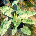 Колоказия PINK KINNAREE