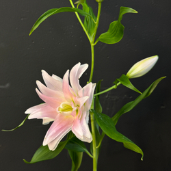 Лилия нежно-розовая махровая 80 см / 1 шт