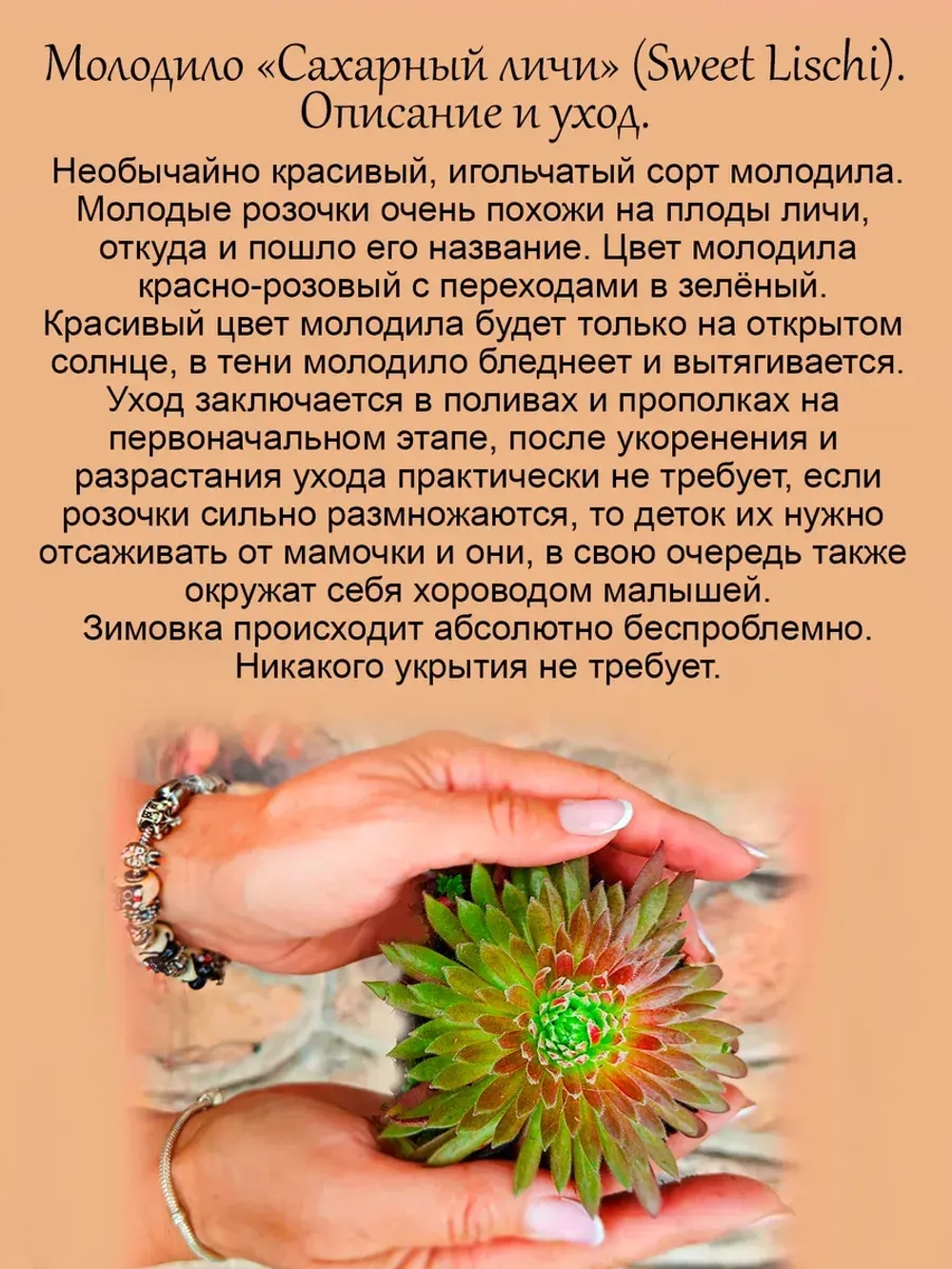 Молодило Сахарный личи Свит личи