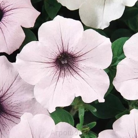 Петуния Тайдал Вейв Silver