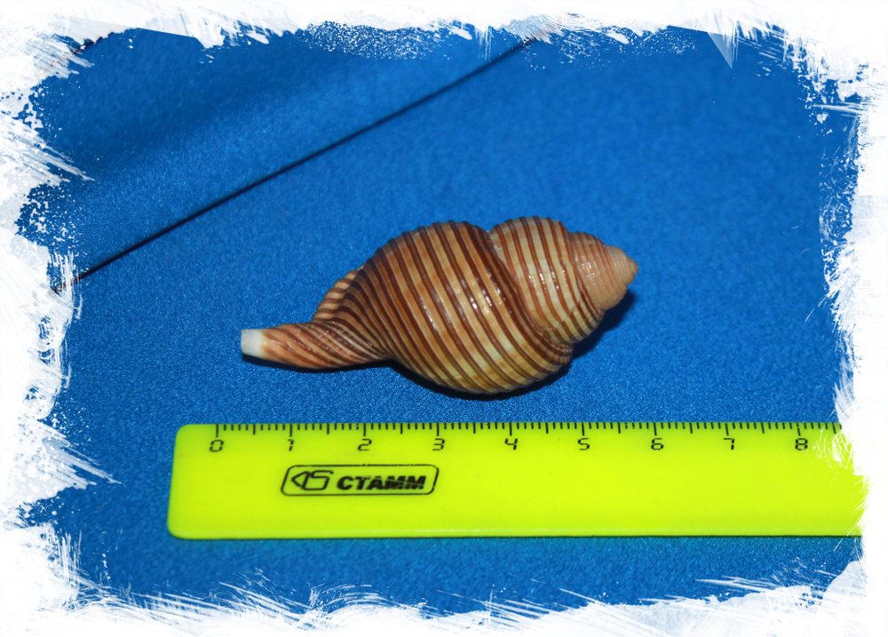 Циматиум суцинкта (Cymatium succincta)