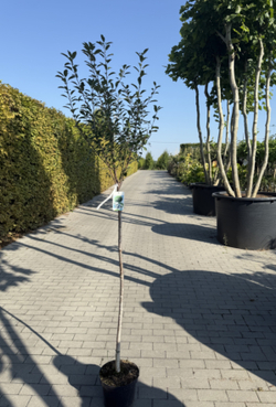 Вишня шаровидная Умбракулифера штамб 120 см Закупка М66 апрель 2026