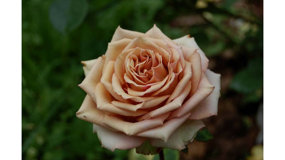 Марракеш (Marrakech)