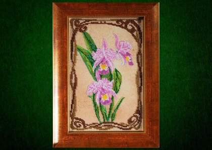 Грациозные орхидеи