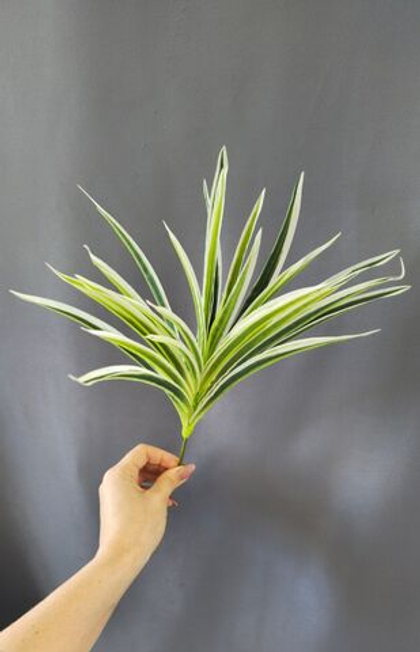 Драцена белая / Арт 6053