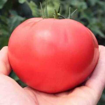 Мирсини F1 семена томата детерминантного (Seminis / Семинис)