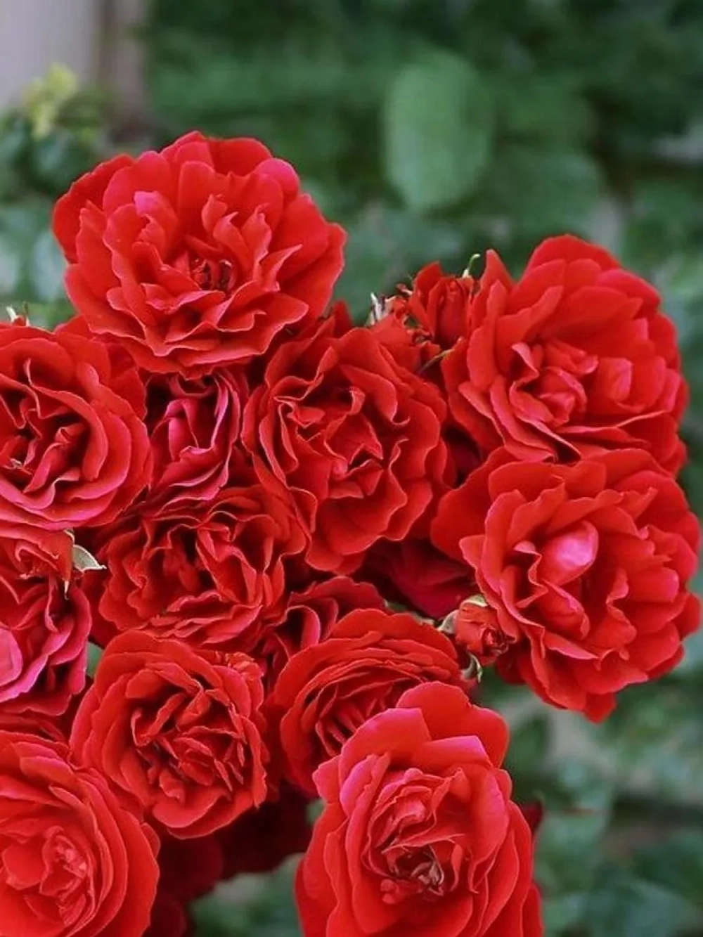 Роза плетистая Симпати