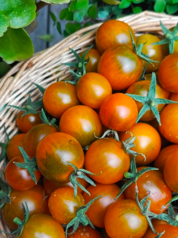 Тёмно-оранжевый мускат сорт томата