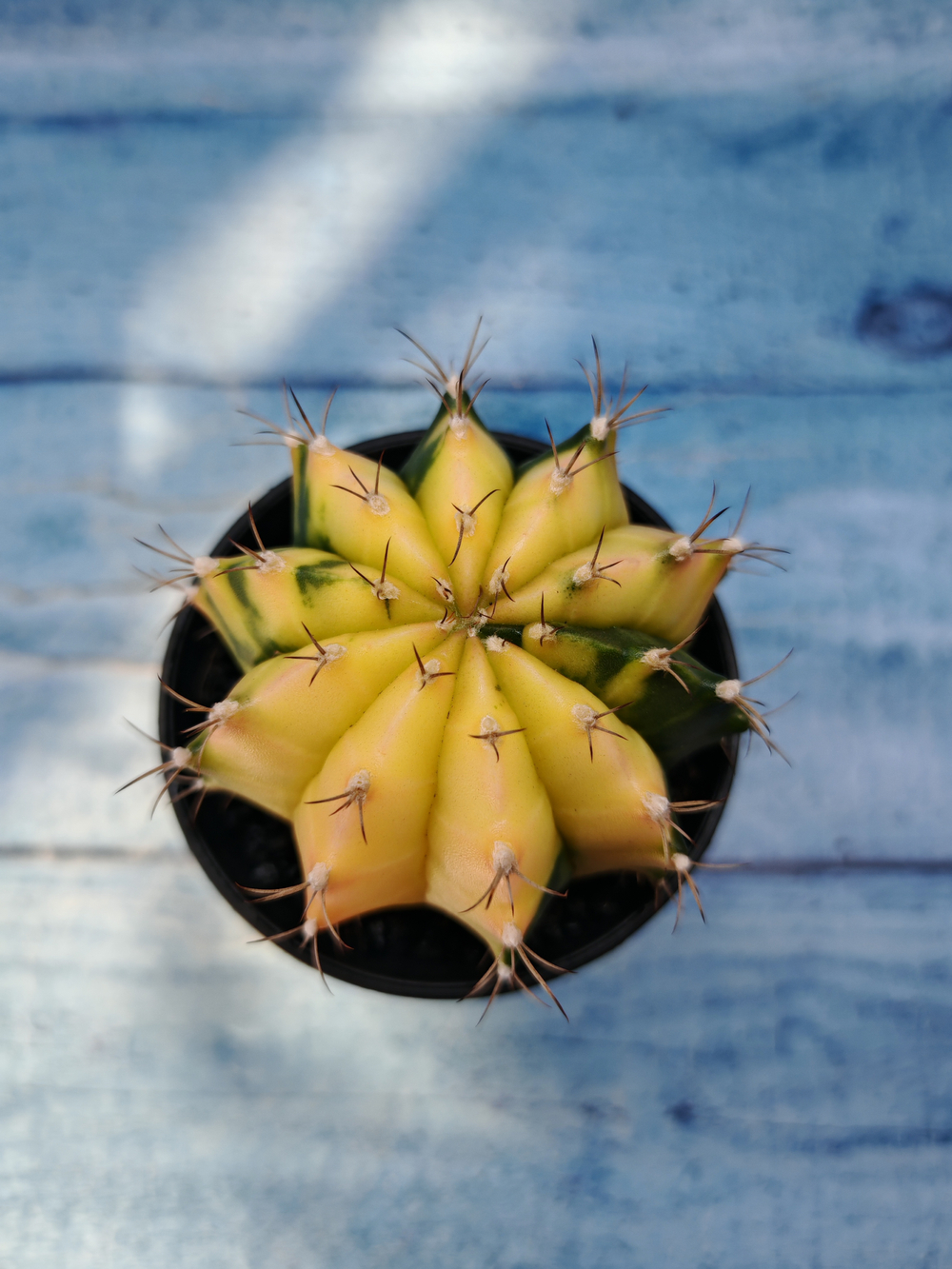 Gymnocalycium Variegata (Гимнокалициум Вариегатный)