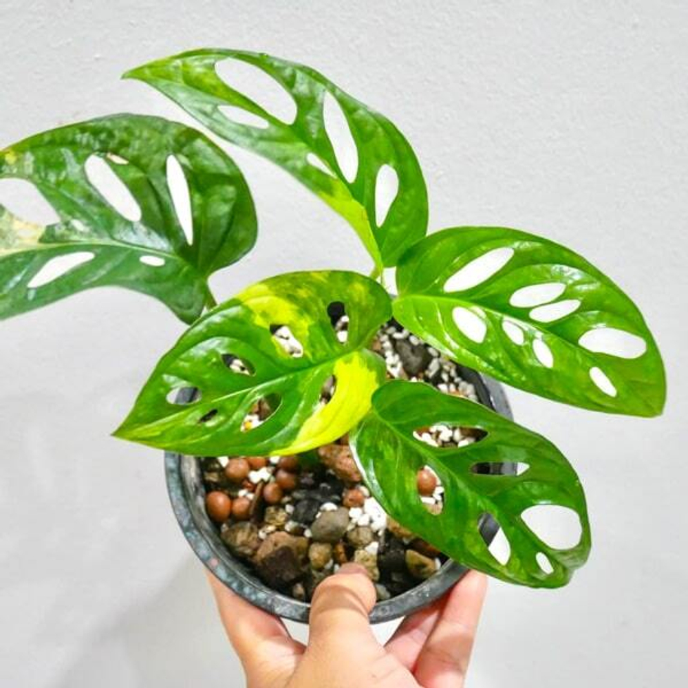 Монстера ADANSONII AUREA