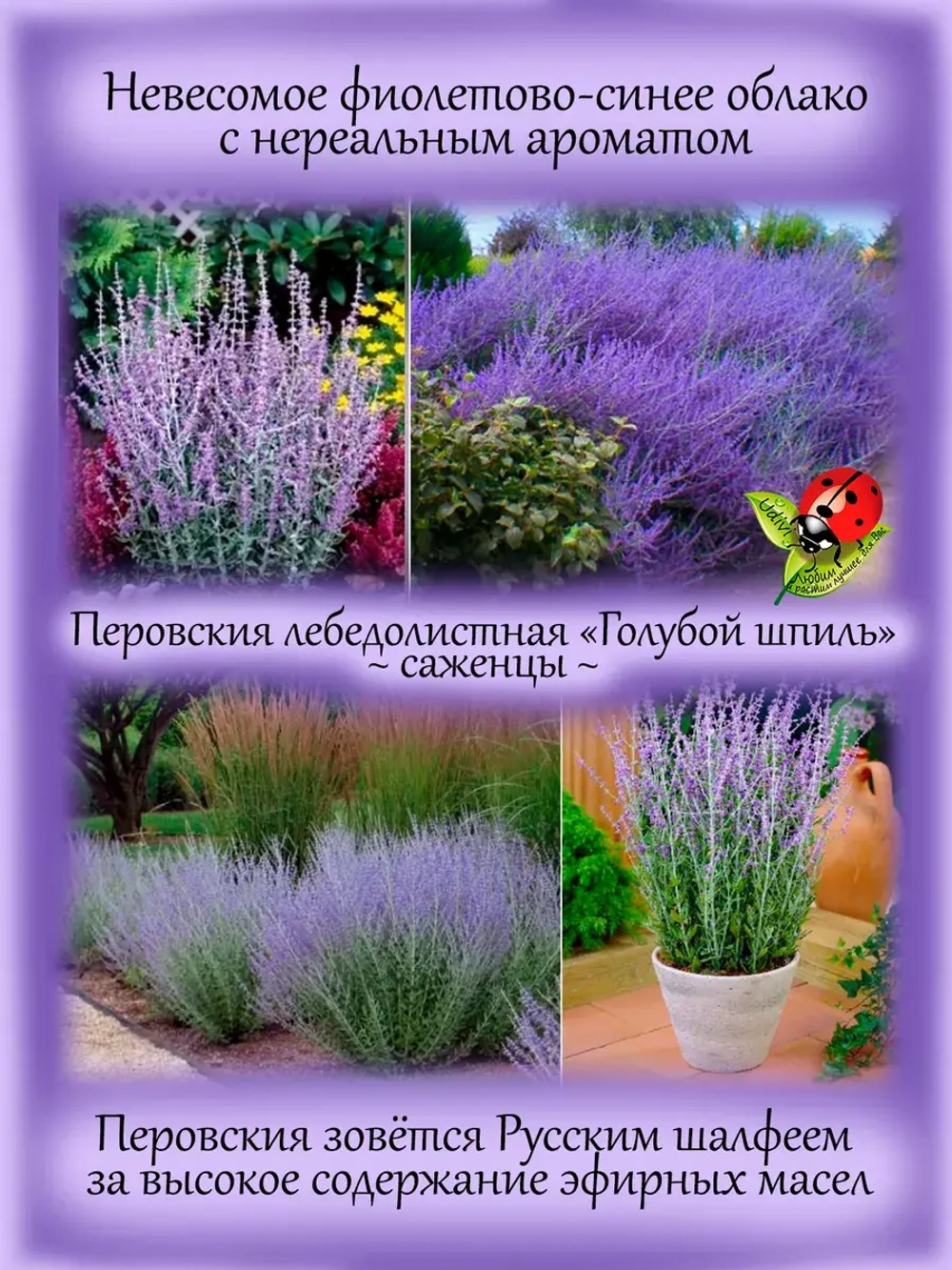 Перовския лебедолистная Голубой шпиль многолетняя
