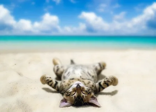 У всех бывает отпуск и мы не исключение!)