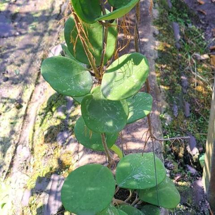 Хойя OBOVATA SPLASH