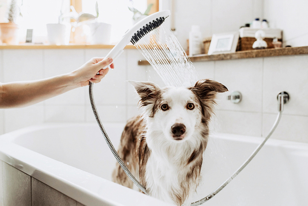 Ручной душ Hansgrohe DogShower 26640670 для собак черный