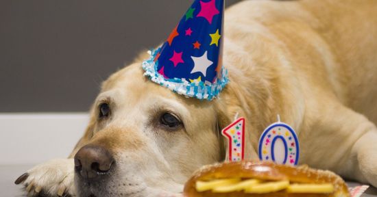 Сколько будет жить моя собака?