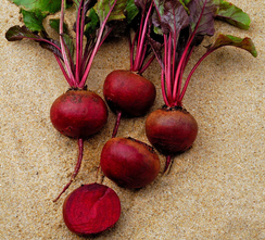 Гренад F1 семена свеклы (Vilmorin / Вильморин)