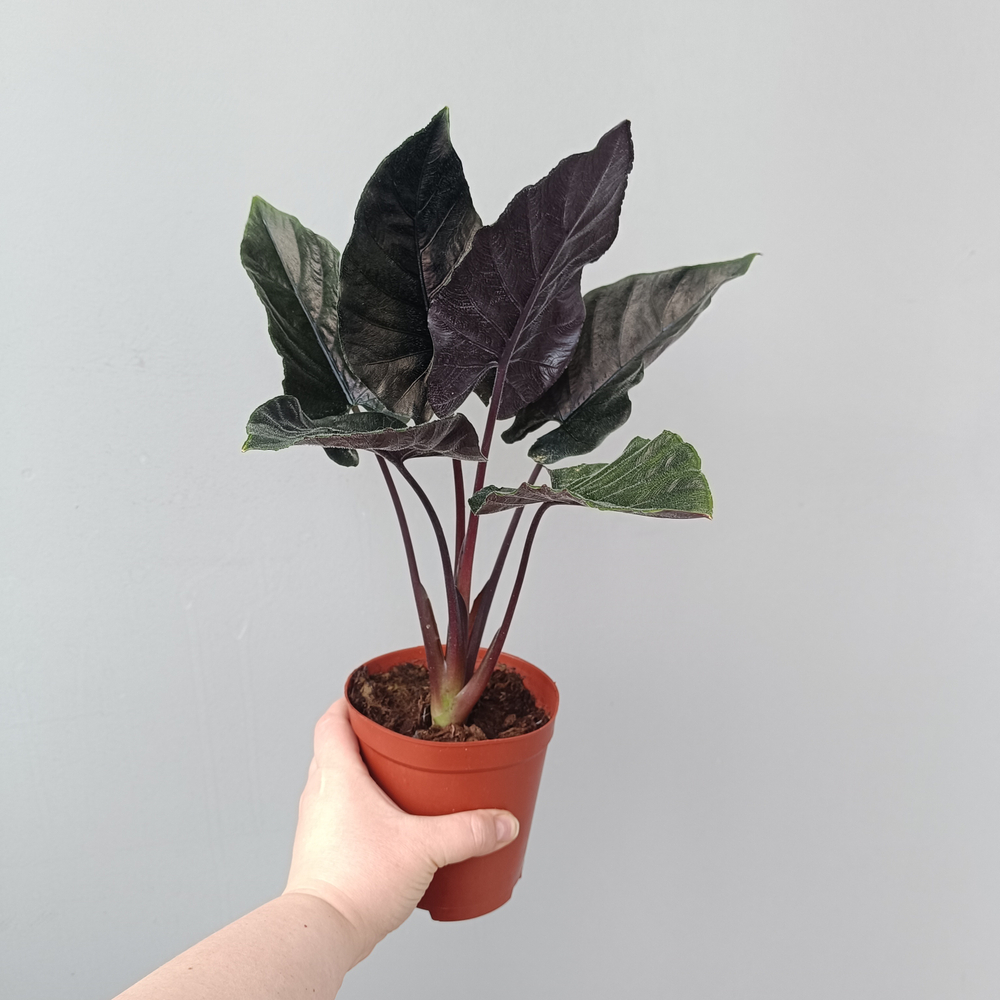 Алоказия Анторо вельвет