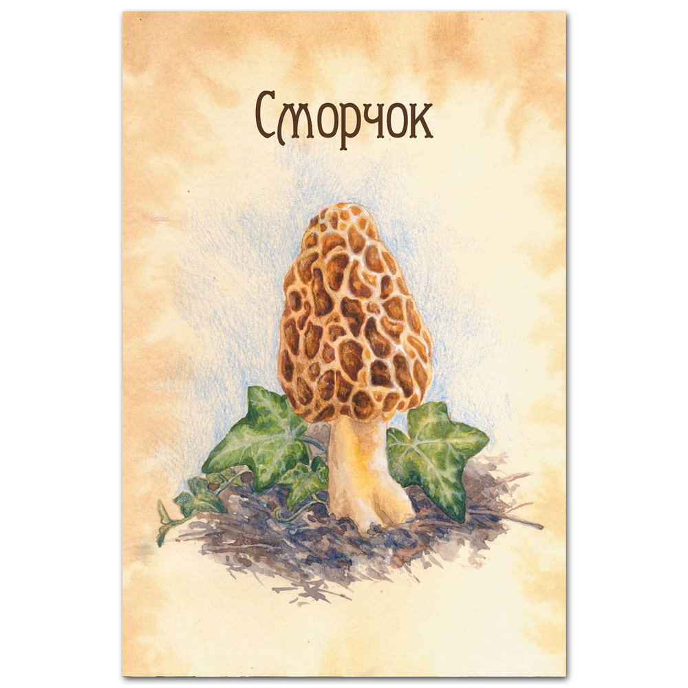 Сморчок