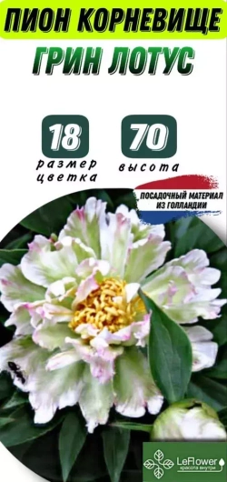Пион Корневище, Грин Лотус, 1шт