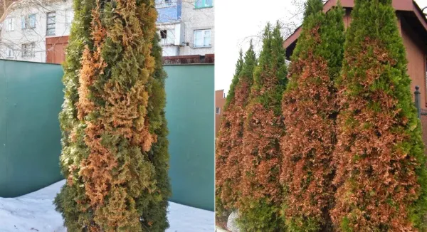 Реанимация хвойных после зимних ожогов: пошаговая инструкция