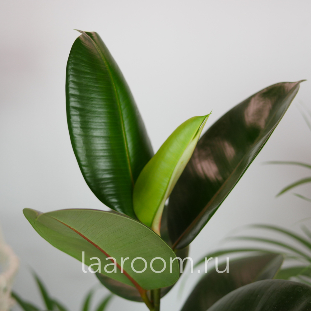 Фикус Эластика Робуста 17/50