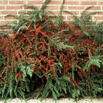 Кизильник горизонтальный C2 20-30