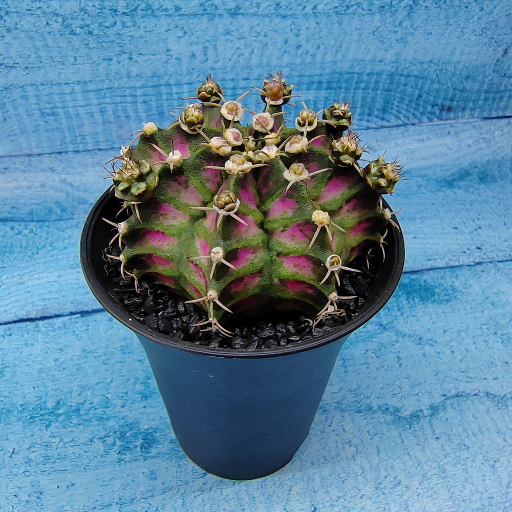 Gymnocalycium T-Rex Pink hybride (Гимнокалициум T-rex)