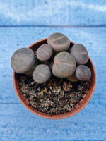 Lithops sp. (Литопсы)