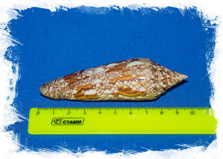 Конус бенгаленсис (Conus bengalensis)