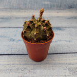 Gymnocalycium Friedrichii (Гимнокалициум)