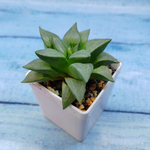 Haworthia Comptoniana Hybride hybrid (Хавортия)