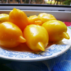 Помидоры Akmore Treasure – Сокровище