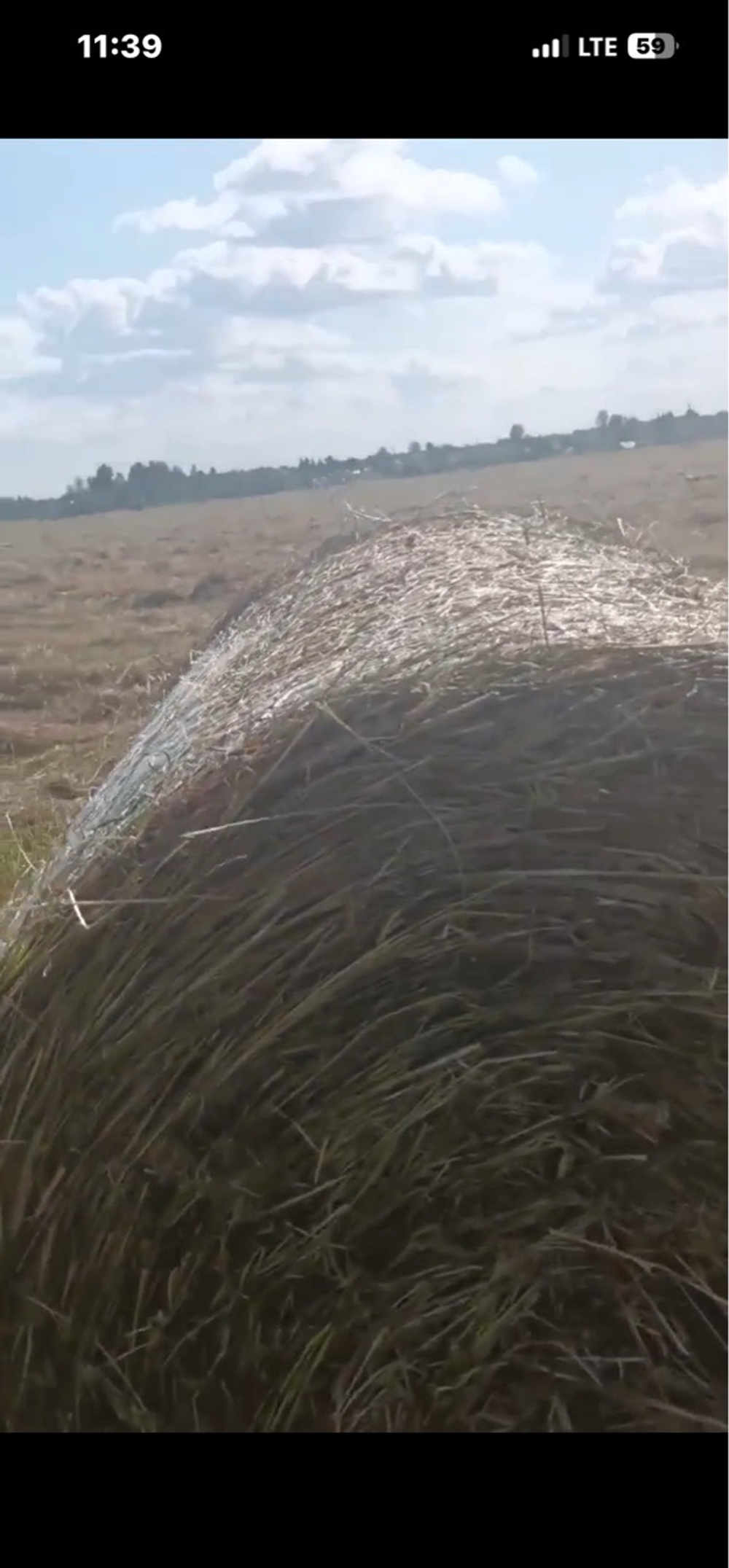 Доставка сена в рулонах от 42 штук.