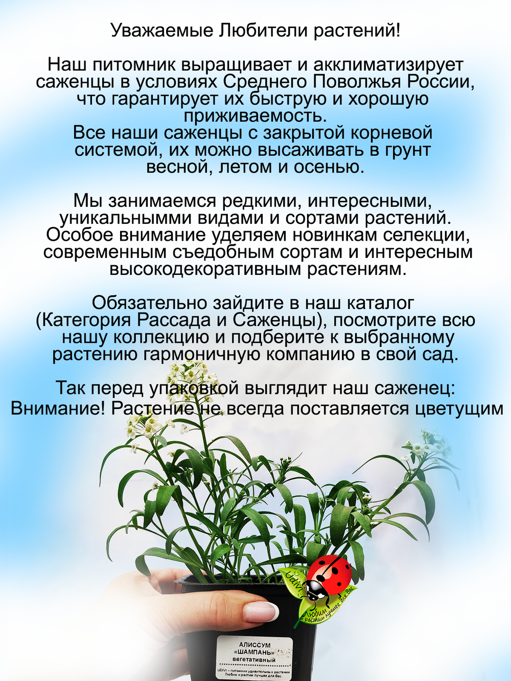 Алиссум вегетативный Шампань