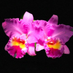 Орхидея ринхолелиокаттлея RLC. NIJ FOURTY FOUR