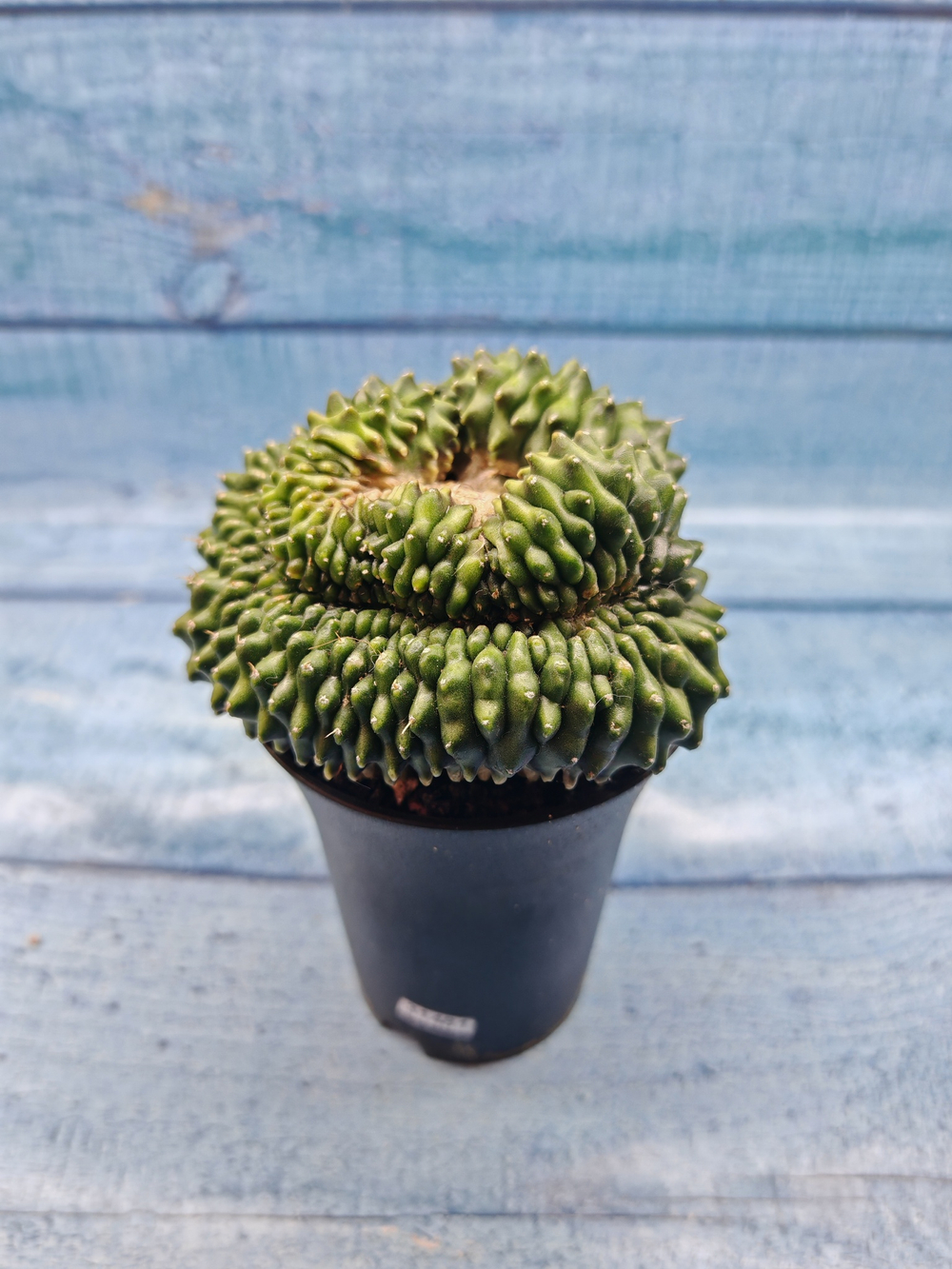 Gymnocalycium Spineless Crested form (Гимнокалициум Кристатный)