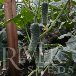 Огурец Герич F1 7шт ВитаГрин ЭКСТРА