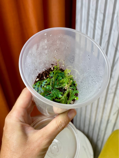 Селагинелла Унциата Блю Бьюти, D8см Н20см, 1шт, Urban Jungle