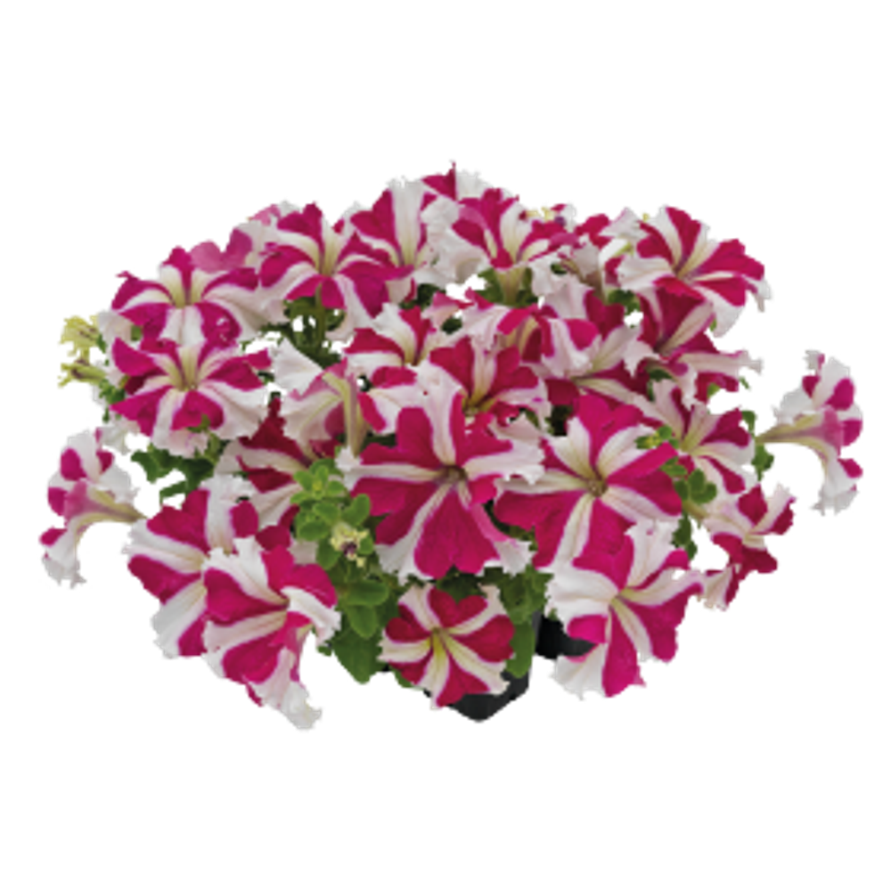 Петуния грандифлора Саксесс 360 Роуз Стар F1 (50др) Витагрин Профи