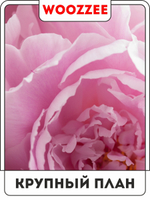 Набор постеров "Розовый пион" 3шт.