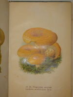 "Спутник любителя собирать грибы. Описания важнейших съедобных грибов, растущих в России". 1911г.